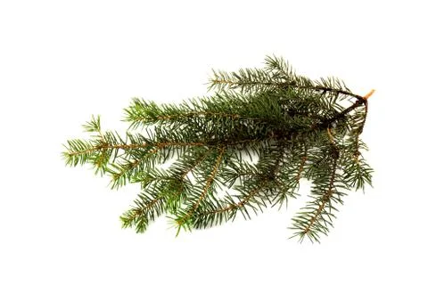 Pine branches isolated on white background, seamless pattern. Christmas and N Stock Photos