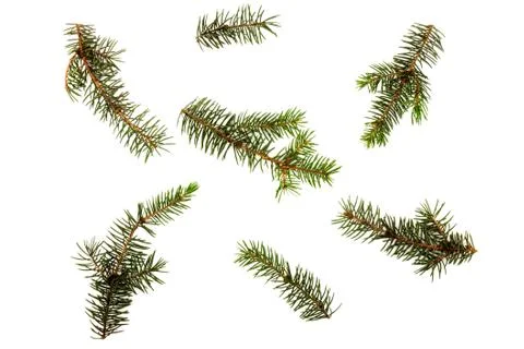 Pine branches isolated on white background, seamless pattern. Christmas and N Stock Photos