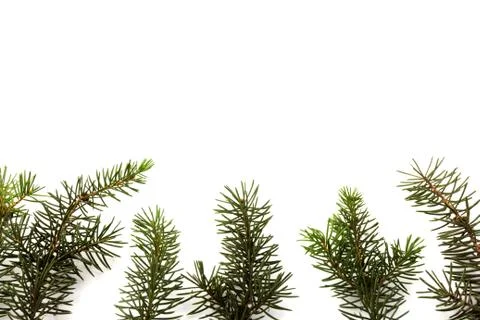 Pine branches isolated on white background, seamless pattern. Christmas and N Stock Photos