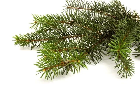 Pine branches isolated on white background, seamless pattern. Christmas and N Stock Photos