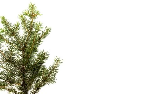 Pine branches isolated on white background, seamless pattern. Christmas and N Stock Photos