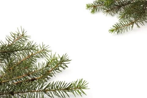 Pine branches isolated on white background, seamless pattern. Christmas and N Stock Photos