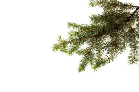 Pine branches isolated on white background, seamless pattern. Christmas and N Stock Photos