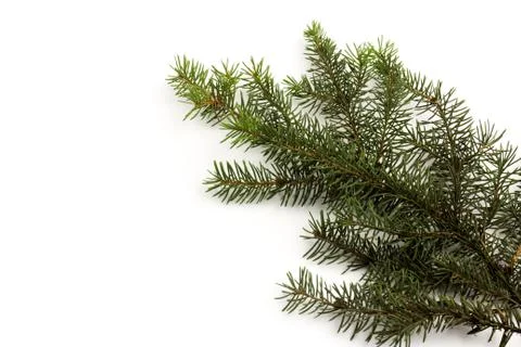 Pine branches isolated on white background, seamless pattern. Christmas and N Stock Photos