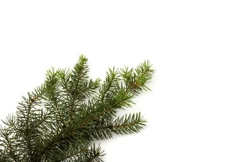 Pine branches isolated on white background, seamless pattern. Christmas and N Stock Photos