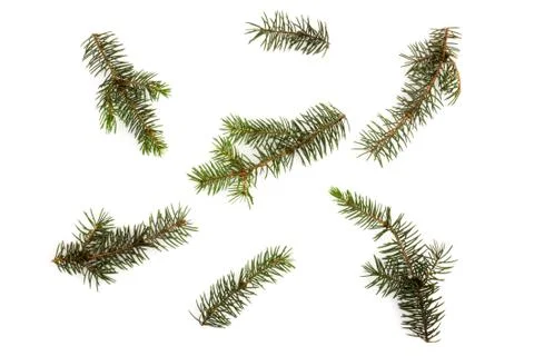 Pine branches isolated on white background, seamless pattern. Christmas and N Stock Photos