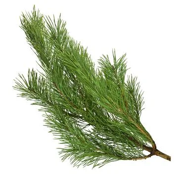 Pine branches isolated on white background without shadow. Stock Photos