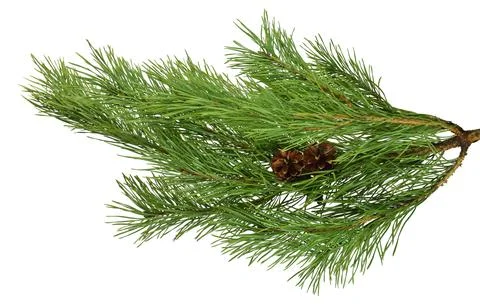 Pine branches isolated on white background without shadow. Stock-Fotos