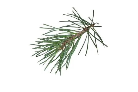 Pine branches isolated on white background Stock Photos