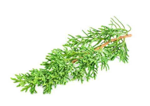 Pine branches isolated on white Foto stock