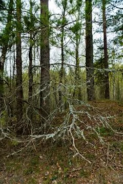 Pine Branches with Lichen in Forest Stock Photos