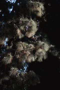 Pine branches in the light, Malaga Stock-Fotos