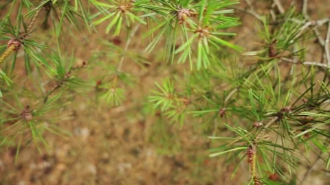 Pine branches with long green needles close-up. Stock Footage 129669844