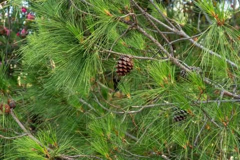 Pine Branches with Long Needles and Cones Close-Up on a Clear Summer Day 库存照片