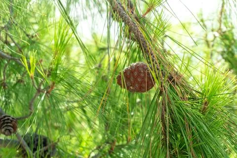 Pine Branches with Long Needles and Cones Close-Up on a Clear Summer Day Stock Photos