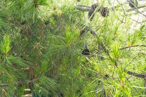 Pine Branches with Long Needles and Cones Close-Up on a Clear Summer Day Stock Photos