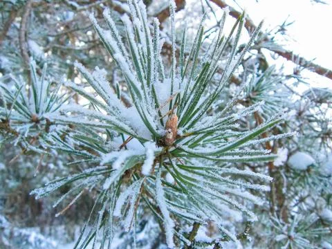 Pine branches with long needles under the snow on background of the park close Stock Photos