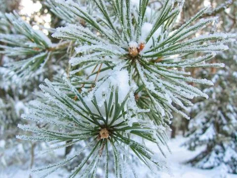 Pine branches with long needles under the snow on background of the park close Stock Photos