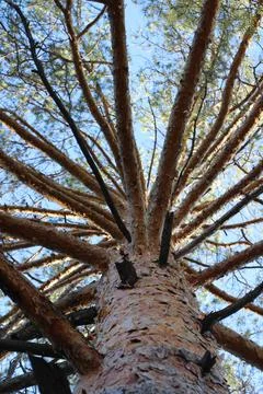 Pine branches low angle view against sky Stock Photos