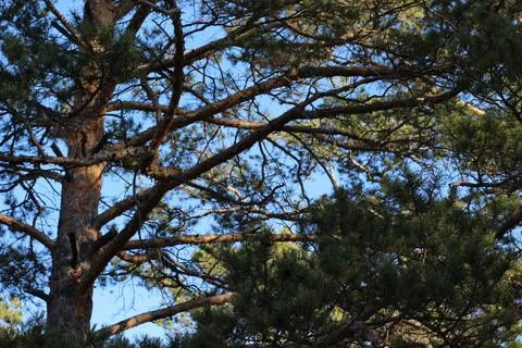 Pine branches low angle view against sky Stock Photos