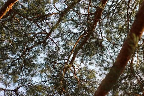 Pine branches low angle view against sky Stock Photos