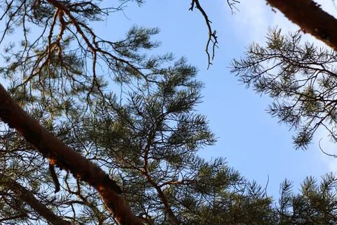 Pine branches low angle view against sky Stock Photos