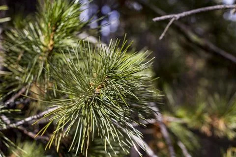 Pine branches low angle view against sky Stock Photos