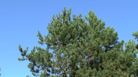 Pine branches mountain close up swaying in the wind. Full HD video Video stock 102238016
