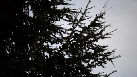 Pine branches moved by wind. Slow motion 4K Stock Footage 335168850
