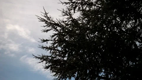 Pine branches moved by wind. Super Slow motion 4K Stock Footage 335168818