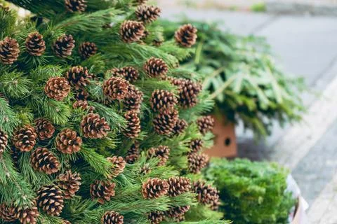 Pine branches with natural pine cones in the store Stock Photos