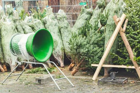 Pine branches with natural pine cones in the store Stock Photos