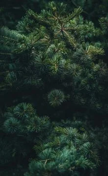 Pine branches with needles on blurred background. Foto stock