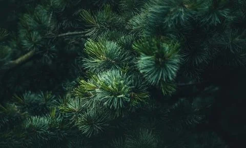 Pine branches with needles on blurred background. Stock Photos
