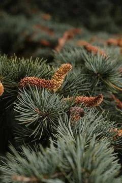 Pine Branches Needles Cones Closeup Evergreen Stock Photos
