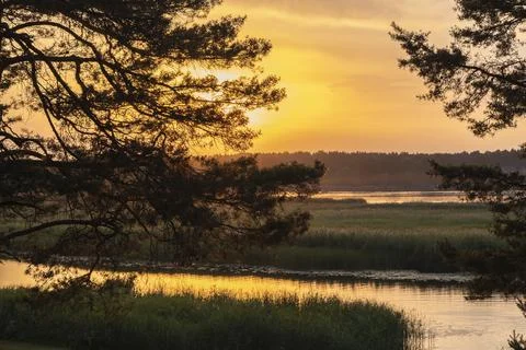 Pine branches with needles on the sides and beautiful sunset over the river Stock Photos