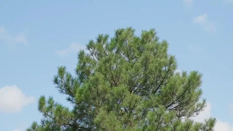 Pine branches with needles sway against the blue sky 스톡 동영상 316783081
