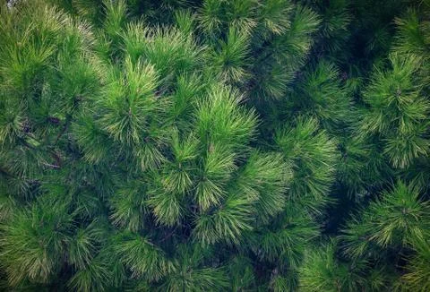 Pine branches, needles texture background, design element 库存照片