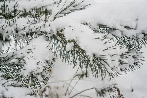Pine branches with needles under the snow. Foto stock