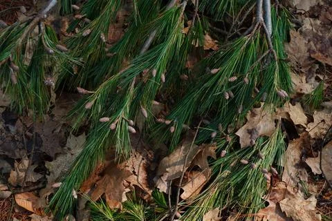 Pine branches with numerous small cones rest on a bed of fallen brown oak leaves Stock-Fotos