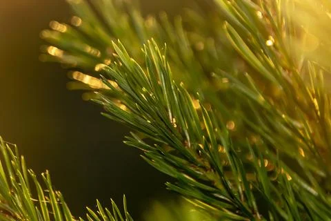 Pine branches on orange sunset macro background Stock Photos