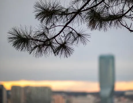 Pine branches over blurred city skyline at dusk Stock Photos