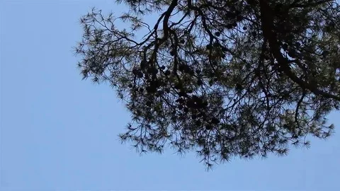 Pine branches over sky Stock Footage 69102659