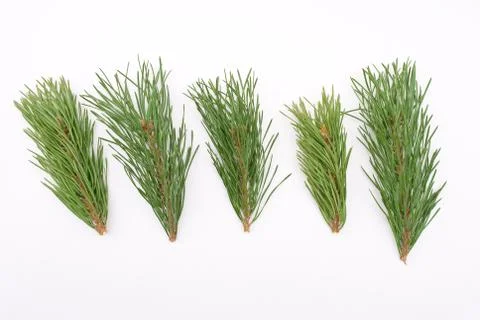 Pine branches Stock Photos