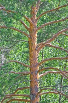 Pine branches Foto stock