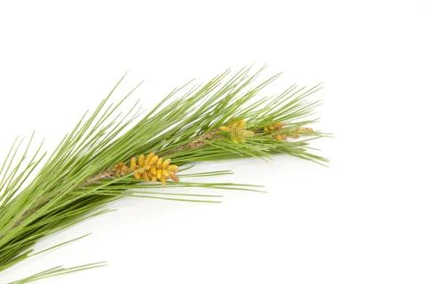 Pine branches Stock-Fotos