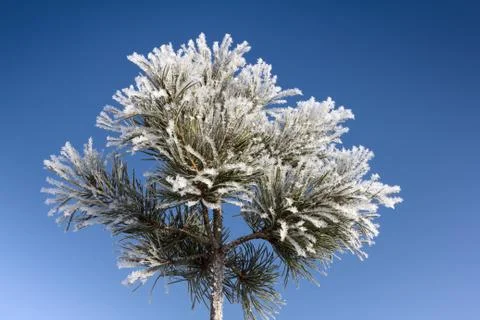 Pine branches Stock Photos