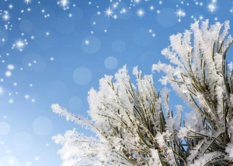 Pine branches Stock Photos