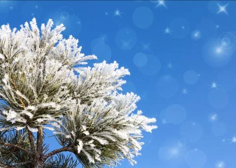 Pine branches Stock Photos