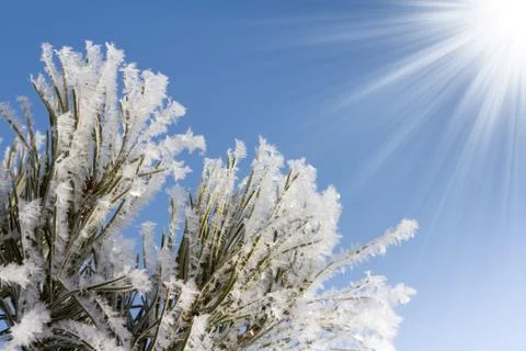 Pine branches Stock Photos